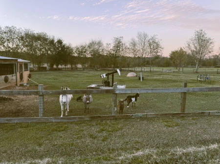 The Grass Menagerie Bunny, Flower, Daisy, Clover