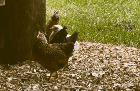 The Grass Menagerie Fluffy And Friends
